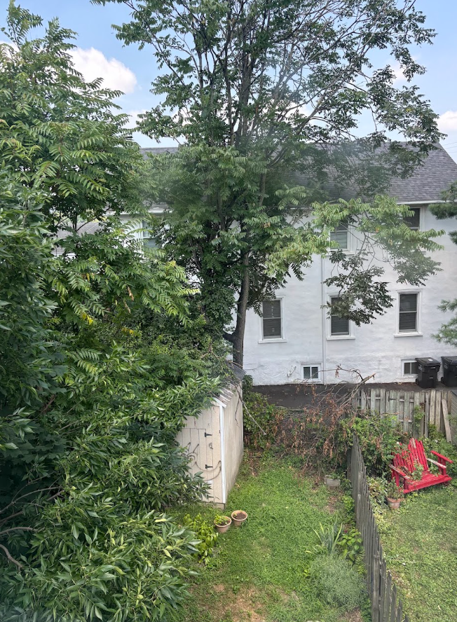 Overgrown yard from bathroom.png