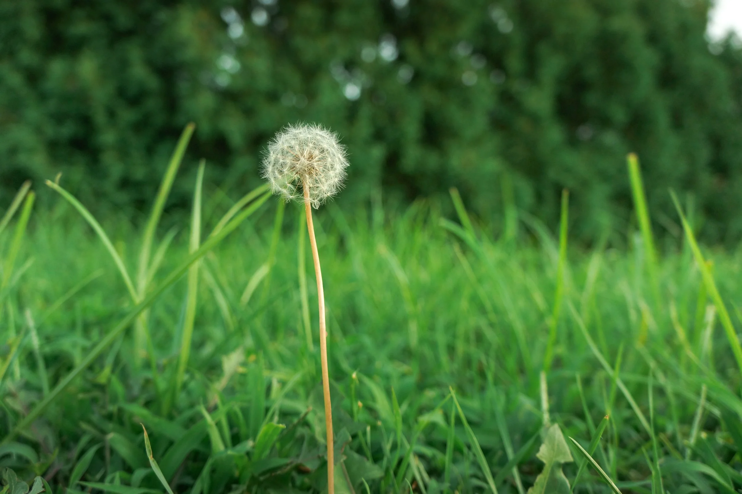 010 | A Dandelion Wine Summer 