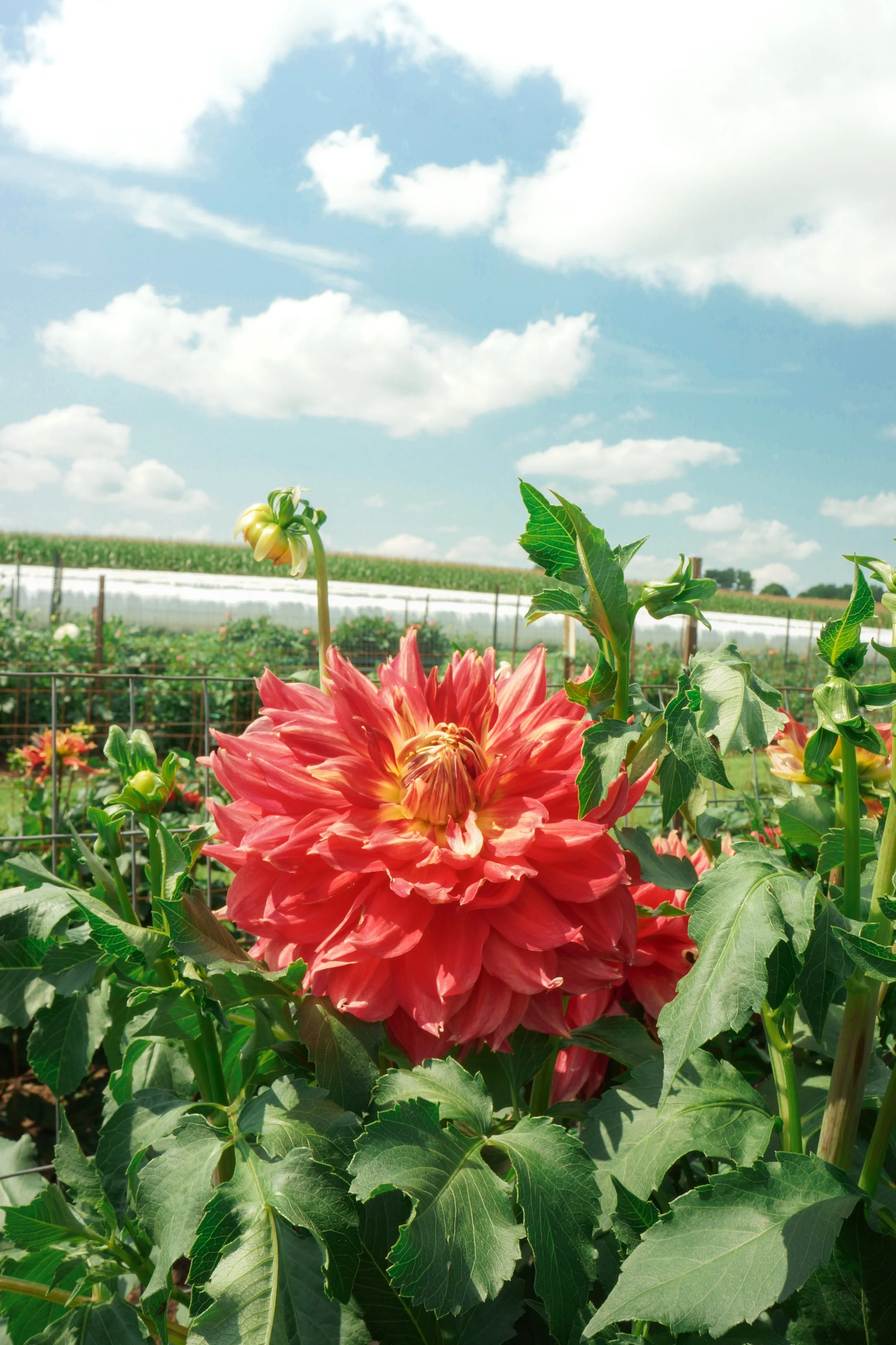 011 | From the Field: Walnut Leaf Dahlia Farm