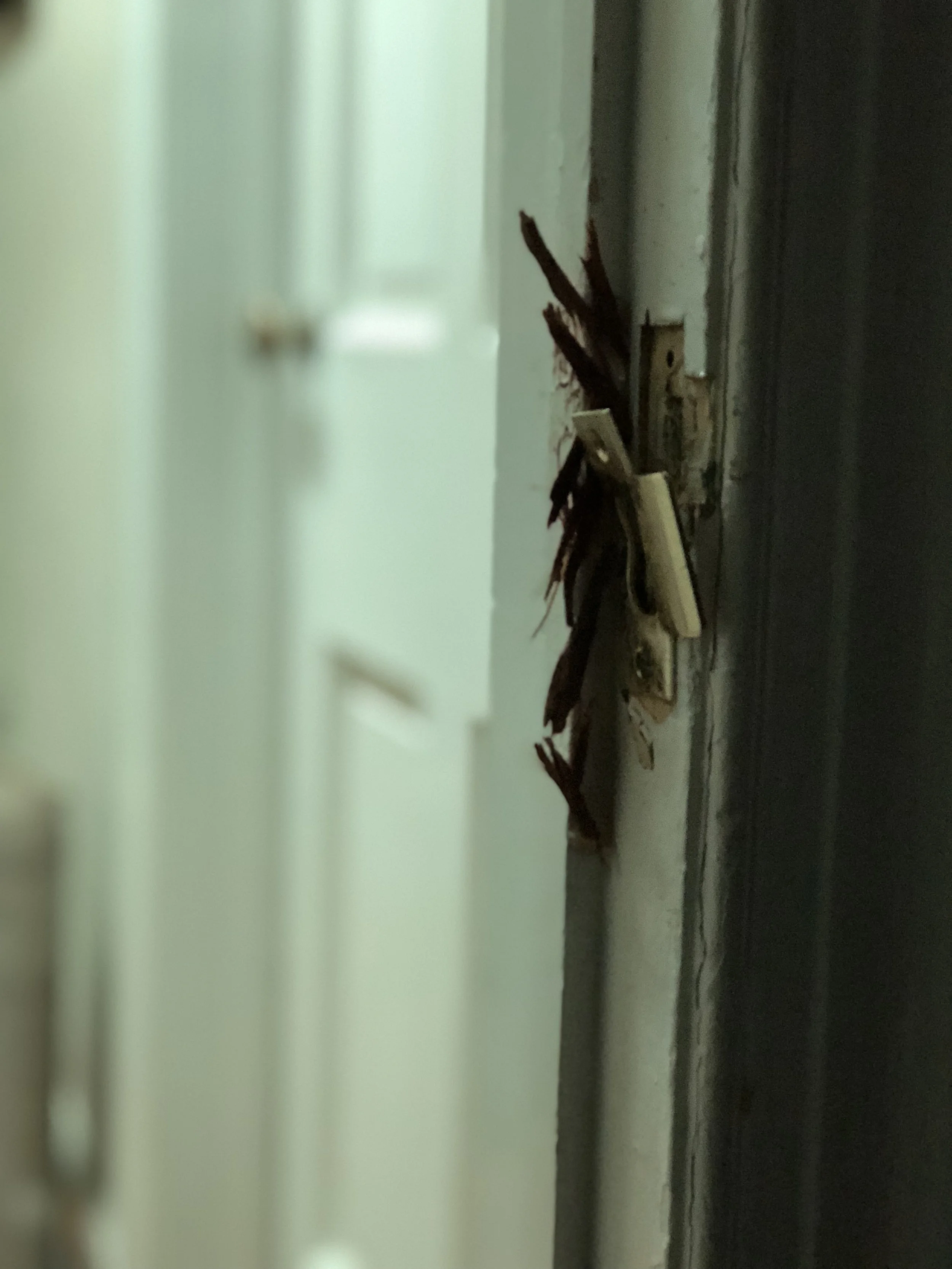 IMG_2825.jpeg