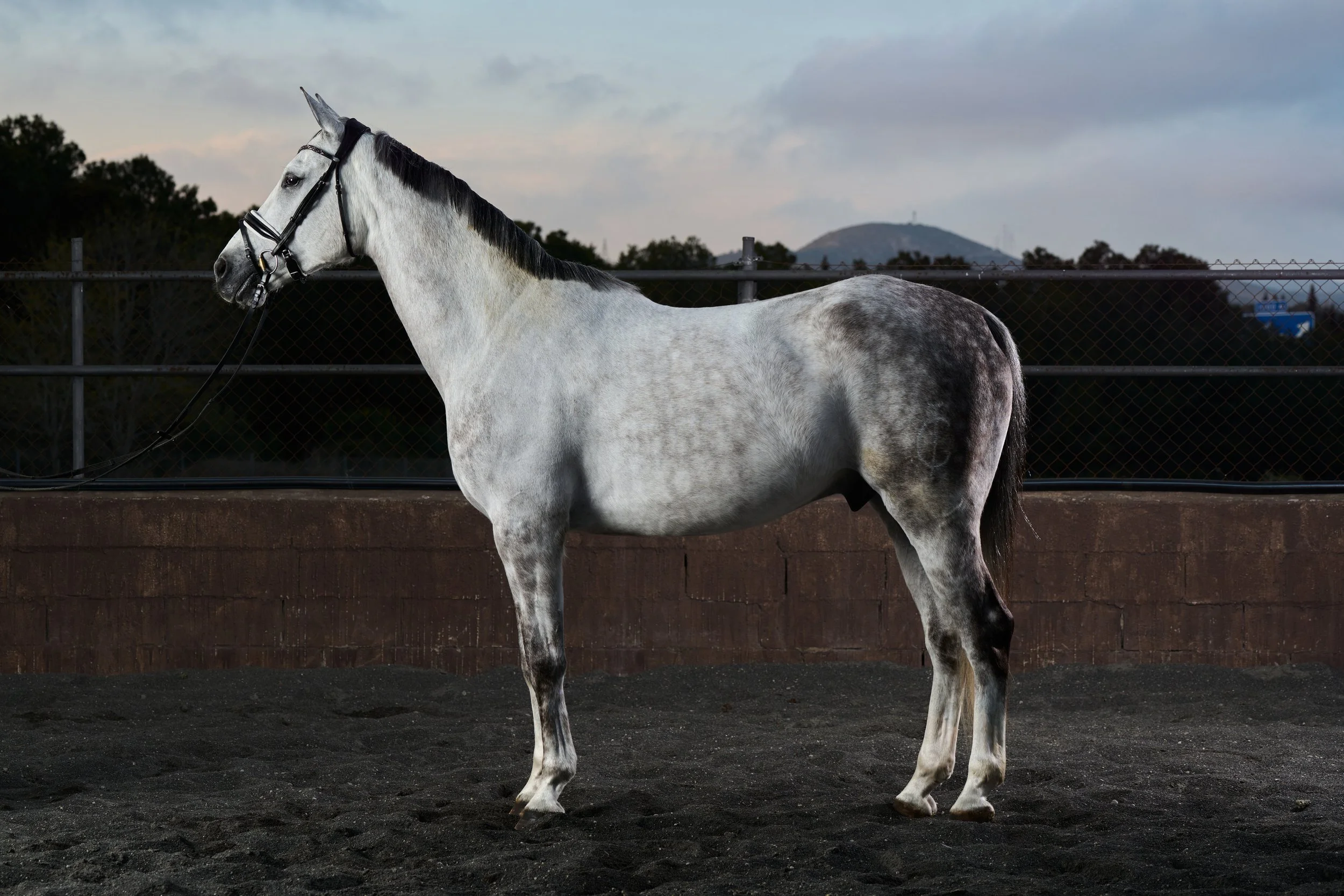 Shot for Raul Jimenez's riding school, Barcelona. 2025