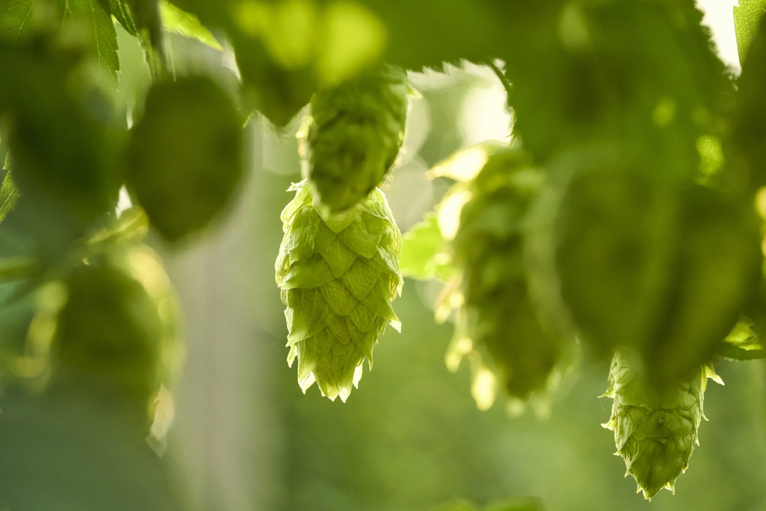 Close-up of green hop cones hanging from a vine with sunlight filtering through leaves.