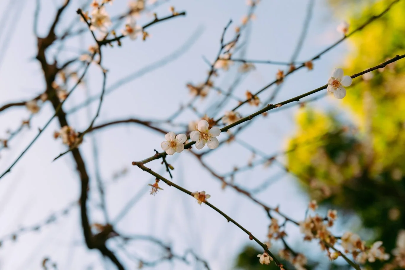 f-stop and smell the roses 🌹📸 
happy spring 🥹