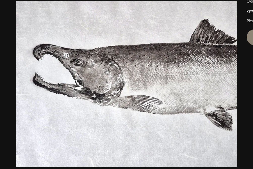 Coho Salmon - Spawning Pattern2.jpg