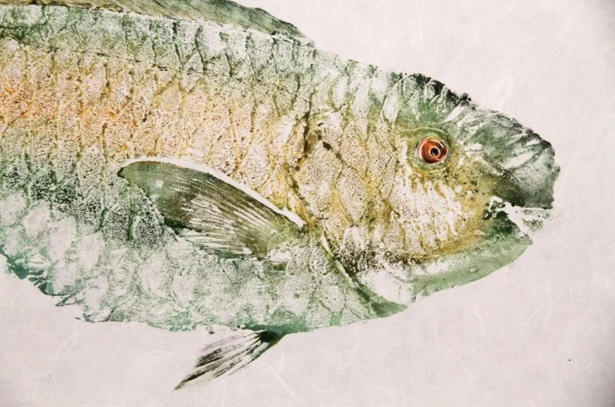 Parrotfish in color2.jpg