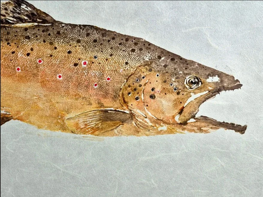 Brown Trout in color2.jpg