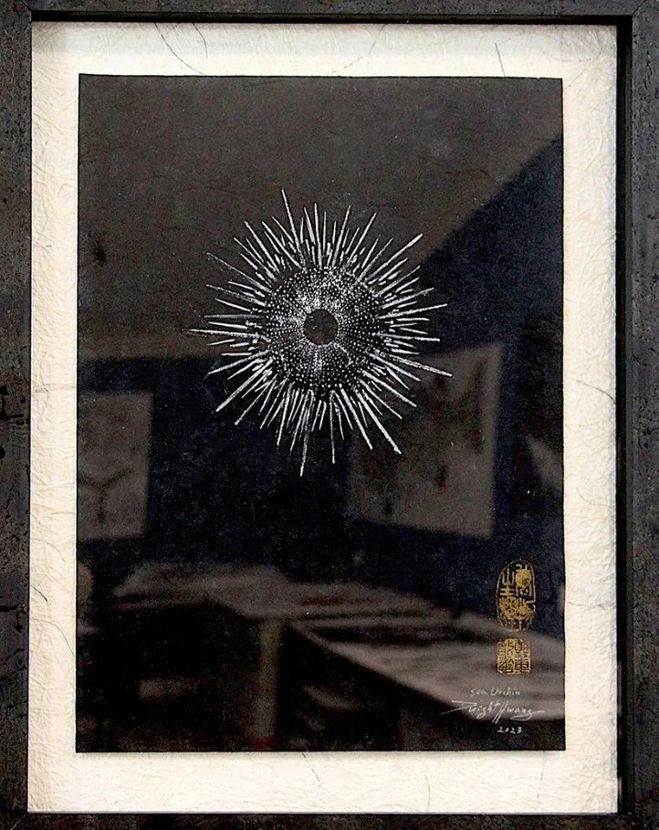 DH - Sea Urchin.jpg