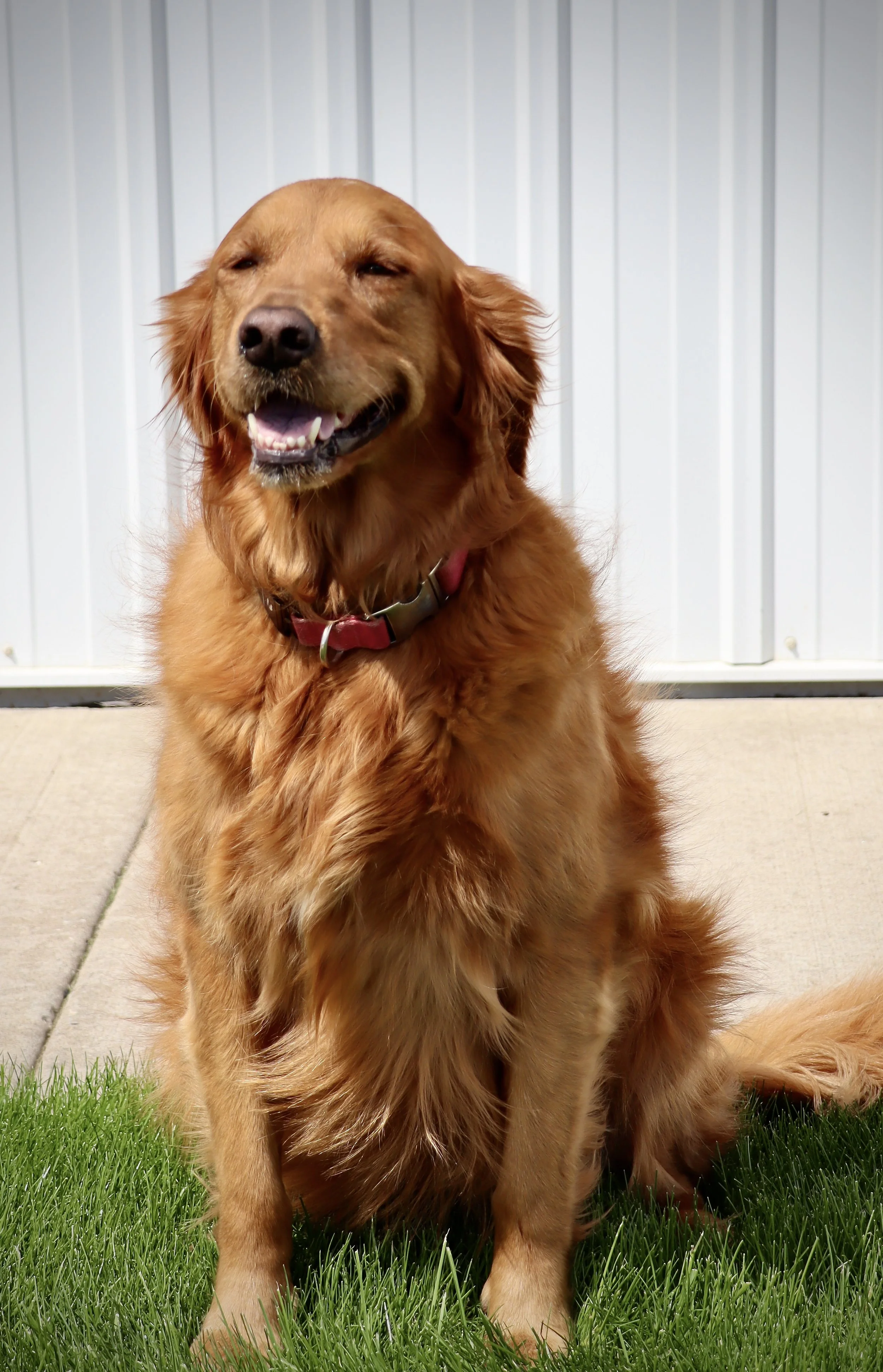 Roxy the precious golden girl