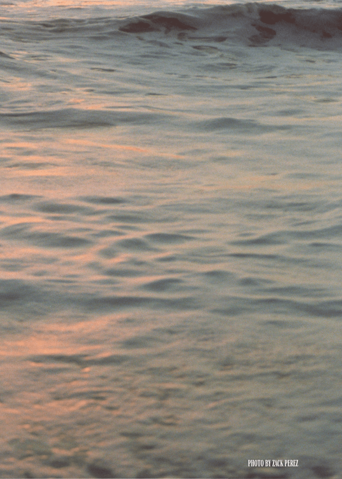 THE SUMMER ANTHOLOGY