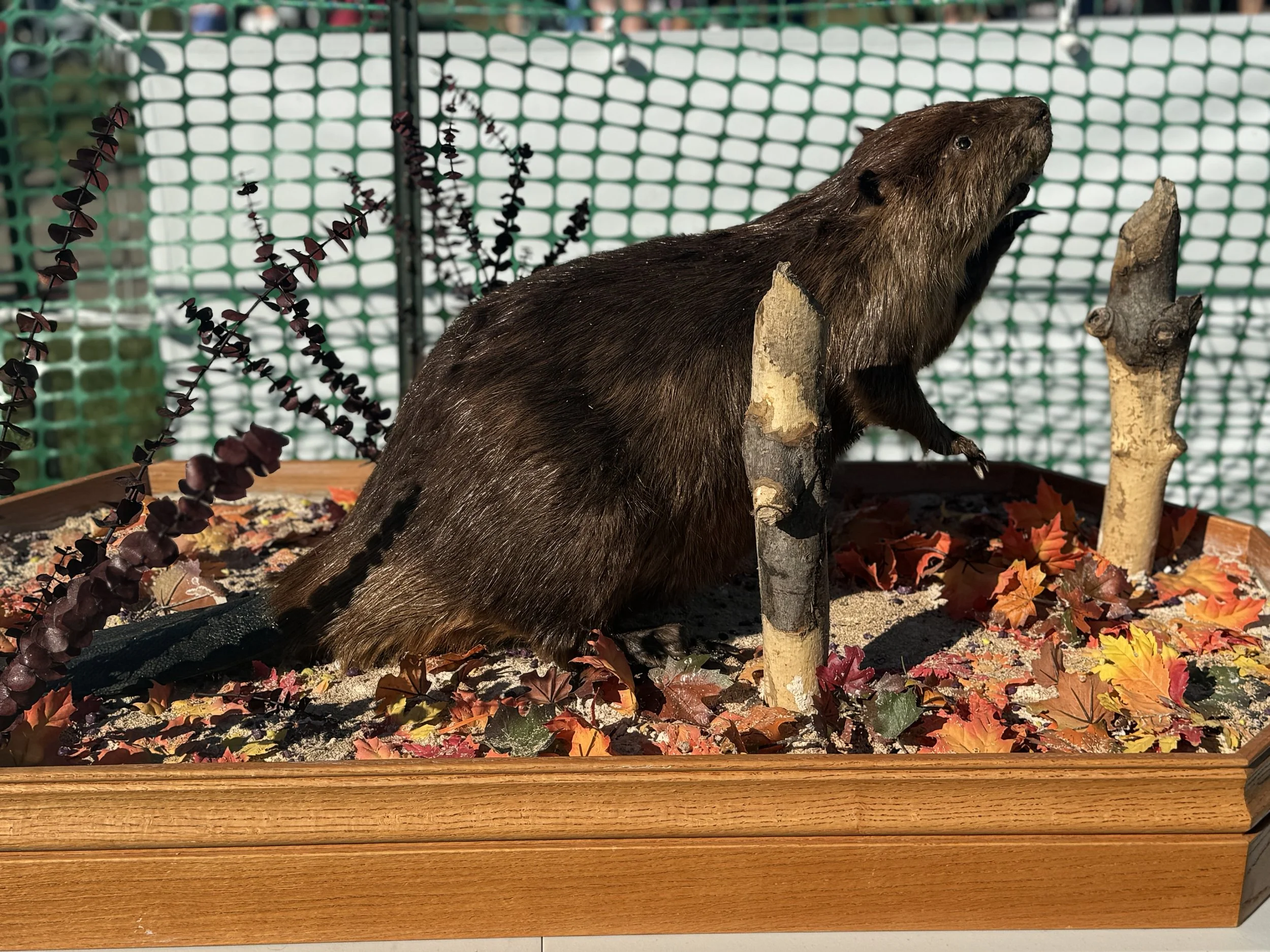 Beaver Dash Bash