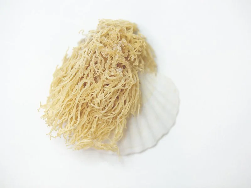 Sea Moss Roots