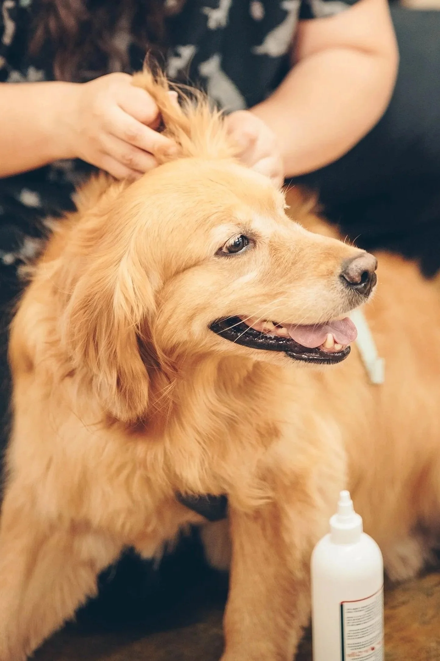 Person petting a golden retriever dog, sitting on the floor, with a small bottle of dog medicine nearby.