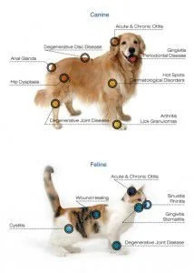Diagram of a dog showing health issues related to Canine diseases, including degenerative disc disease, hip dysplasia, Cushing's disease, and acute and chronic otitis.