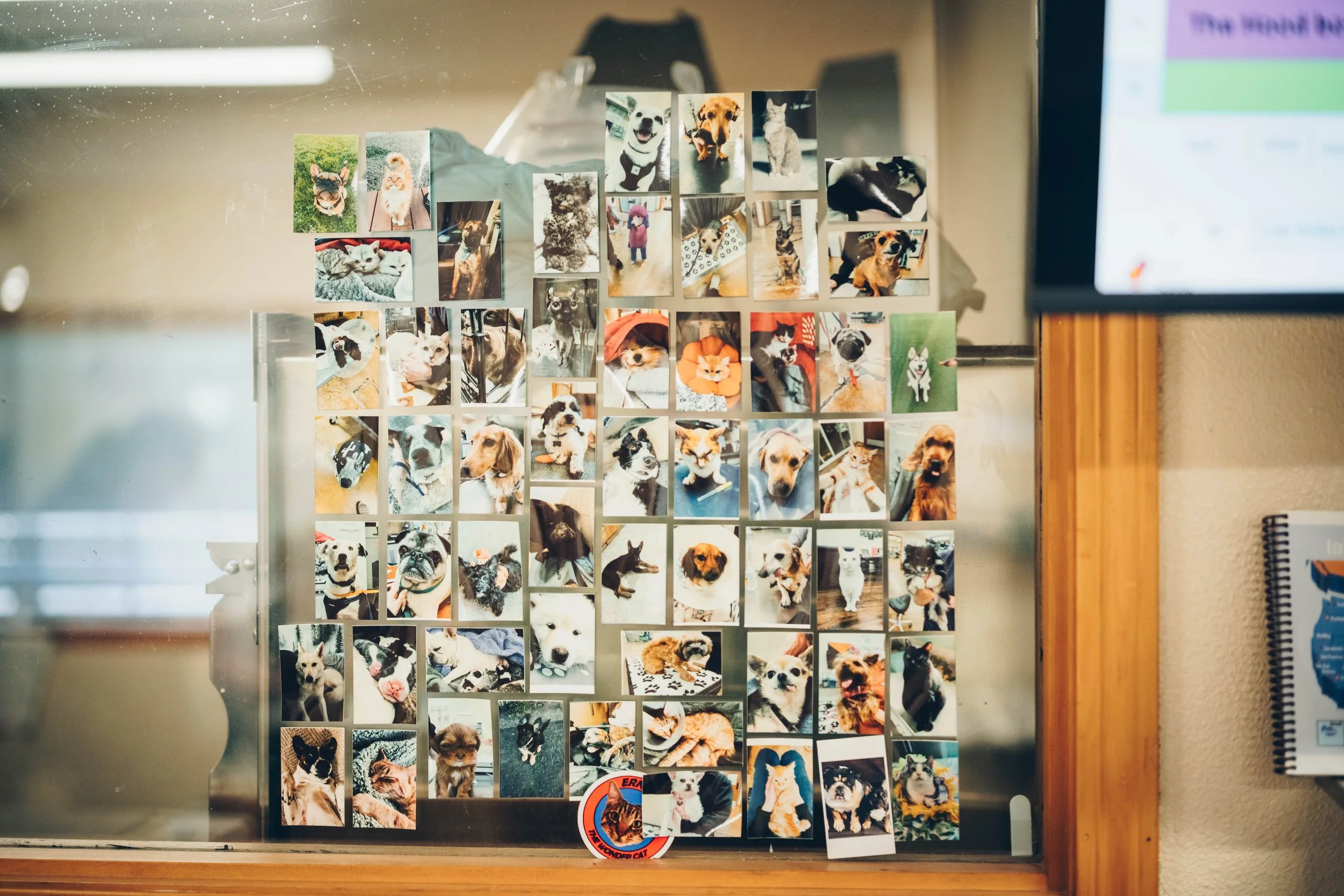 Collection of numerous small photographs of various dogs and some cats, arranged on a glass window.