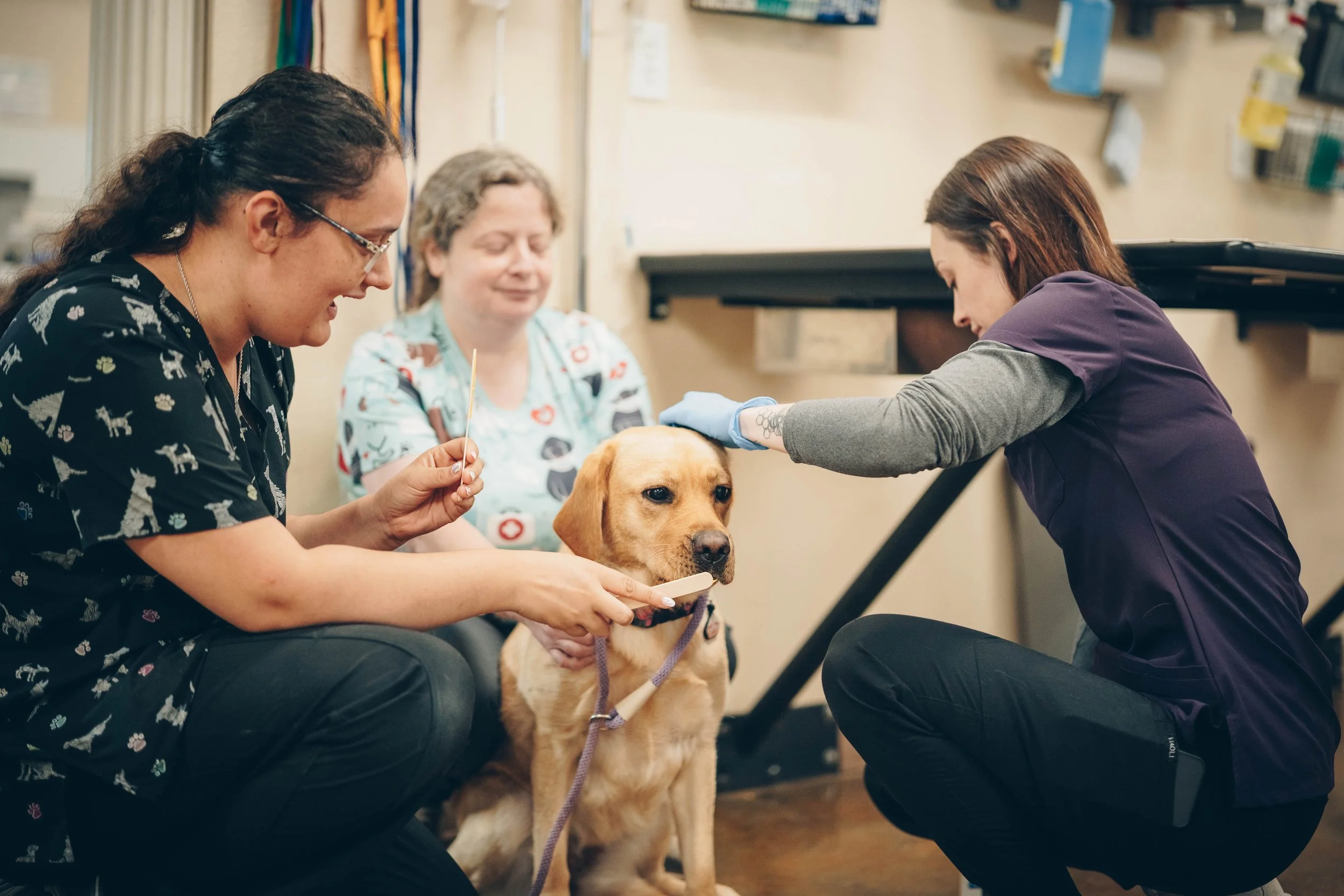 Three women attending to a young Labrador retriever dog in a veterinary clinic or grooming salon.