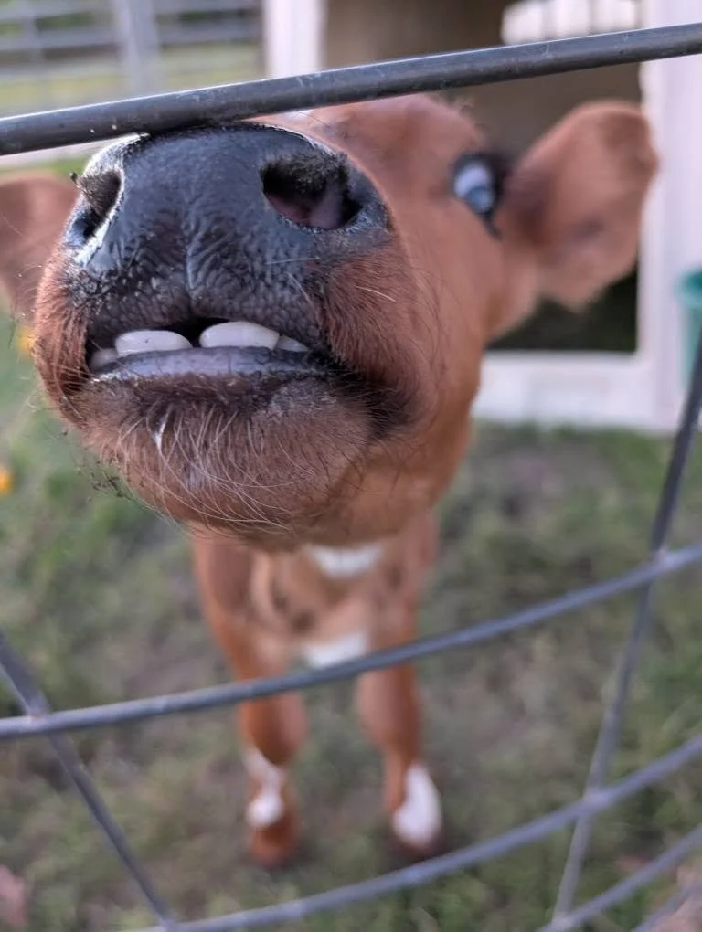 Close-up of a young horse's nose and mouth pressed up against a metal fence, with a blurred background of grass and farm structures.