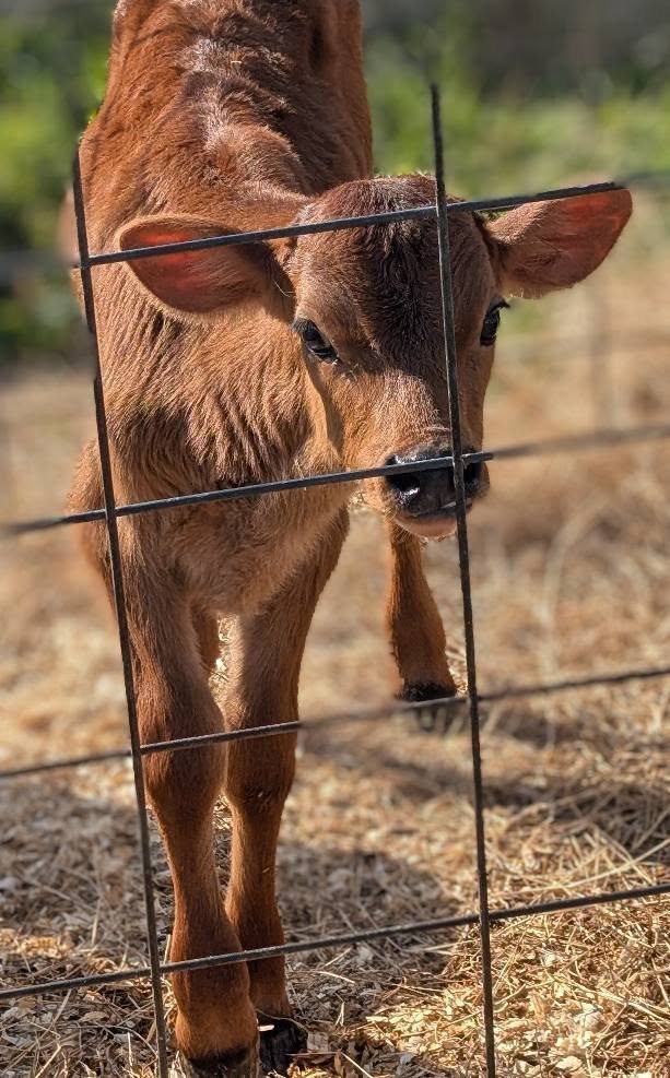 A brown baby calf peering through a wire fence, looking at the camera with its head slightly tilted. The background shows a dirt ground and blurred greenery.