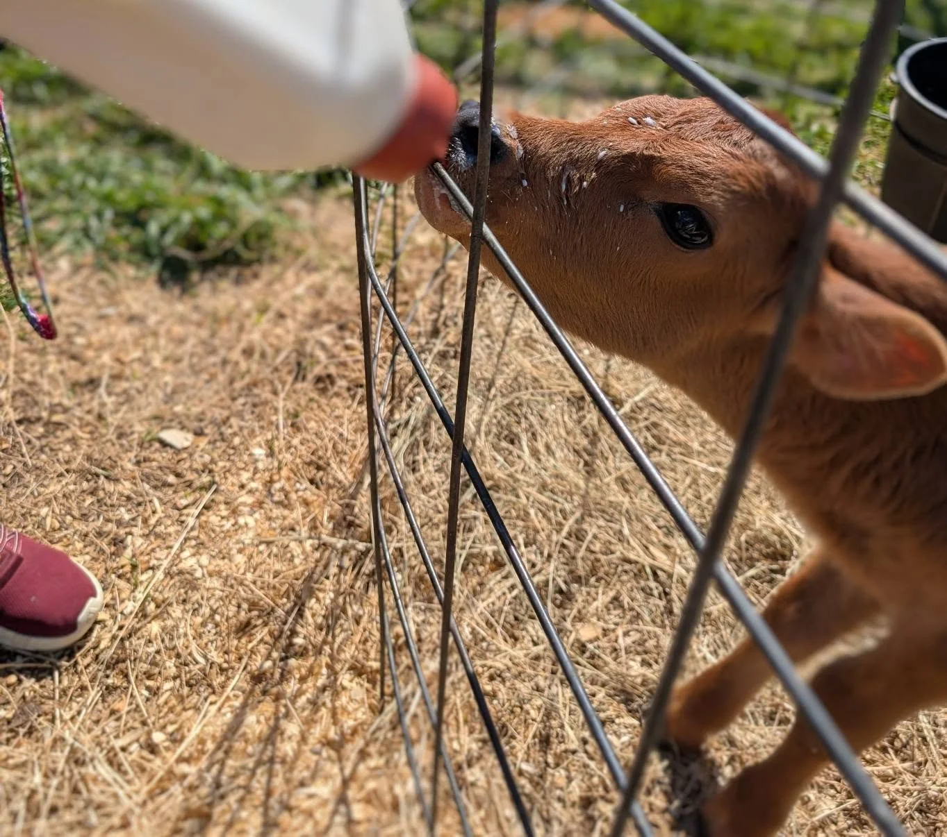A young calf reaching through a metal fence to get milk from a human hand.