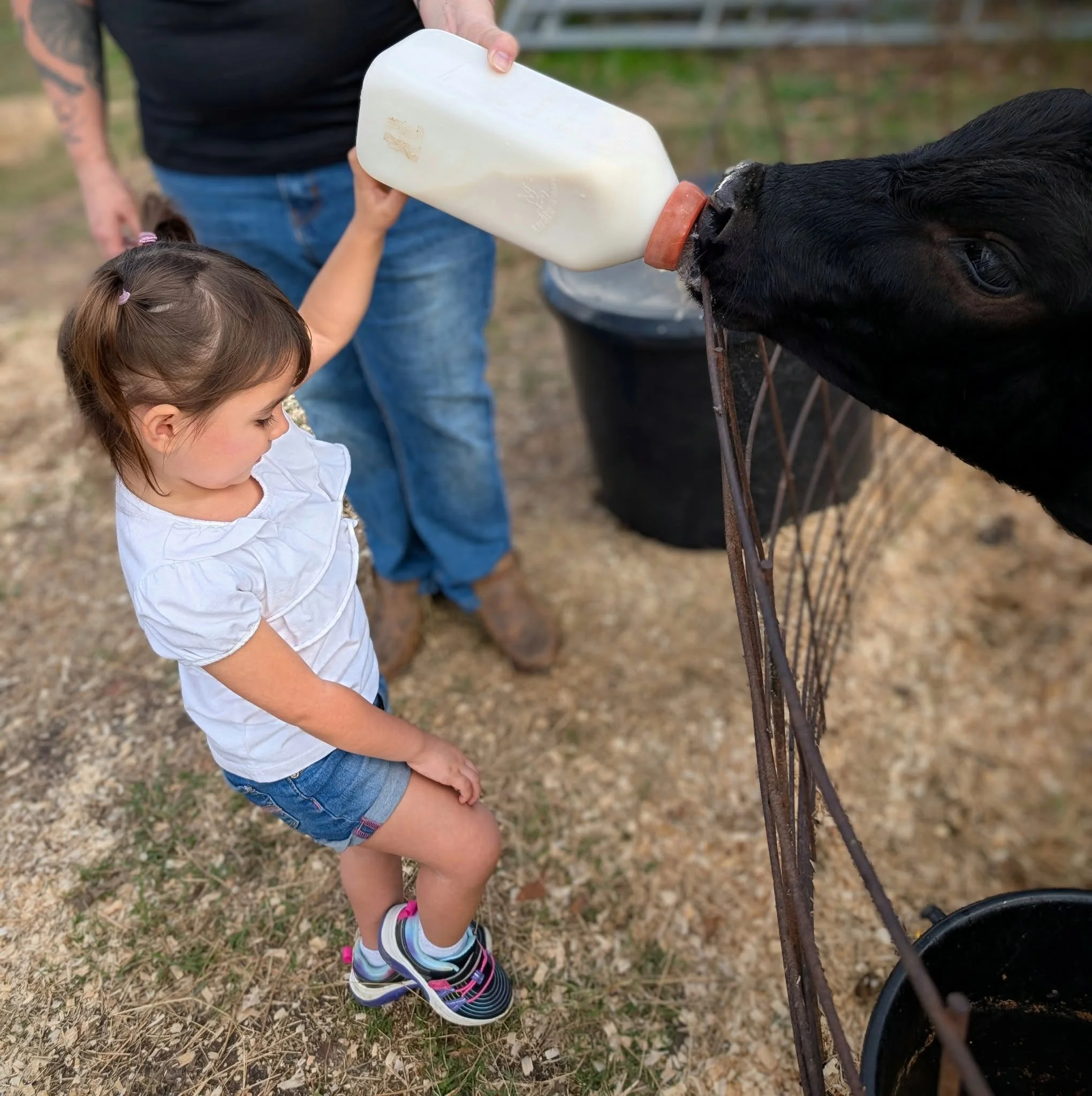 A young girl in a white shirt and denim shorts drinks milk from a bottle fed by a man, while a black calf drinks from the bottle with the girl observing.