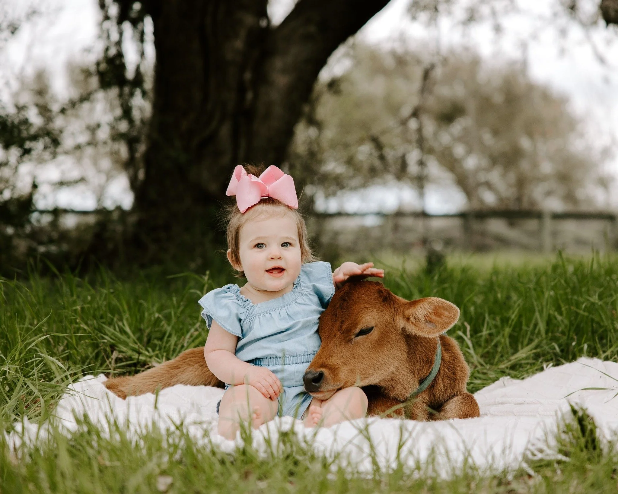 A young girl with a pink bow in her hair sitting on a white blanket in grass, petting a brown calf resting on a white blanket at a park with trees in the background.