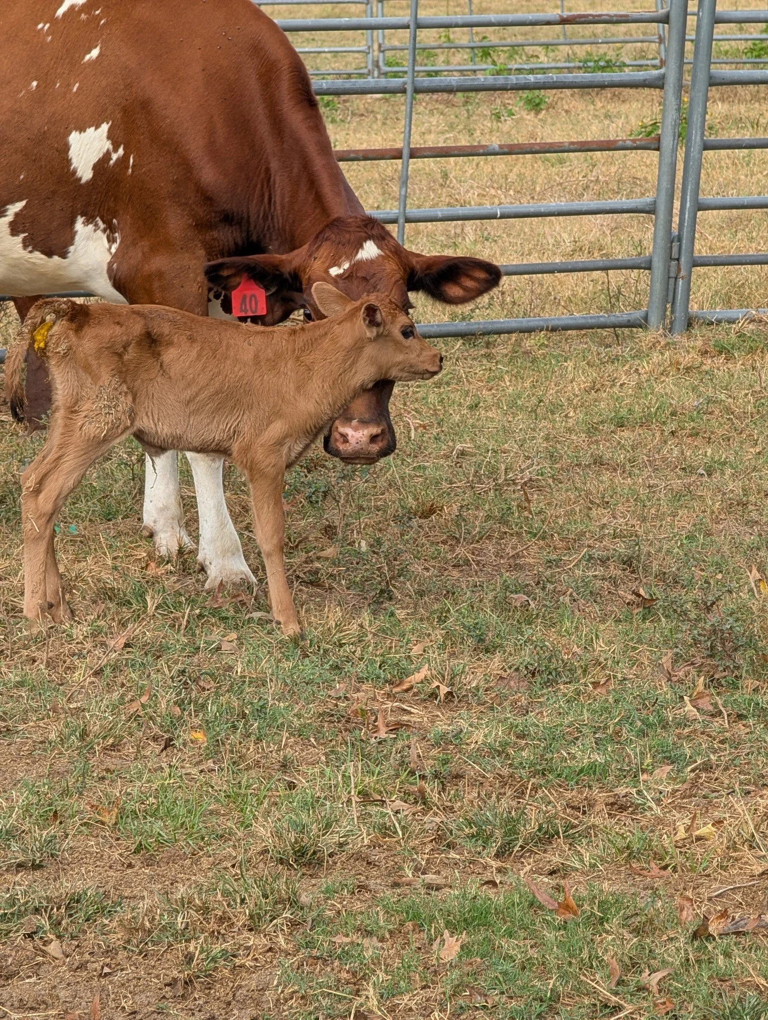 A calf nursing from a cow in a grassy area enclosed by metal fencing.