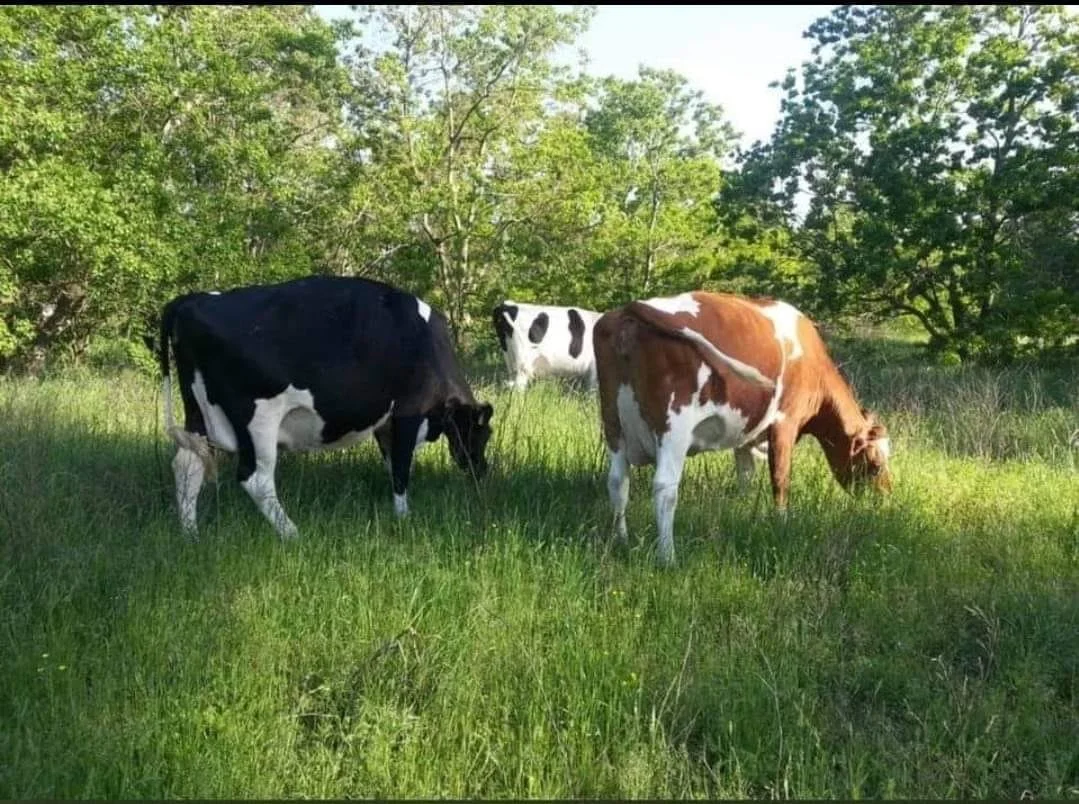 Three cows grazing on a grassy field surrounded by trees.