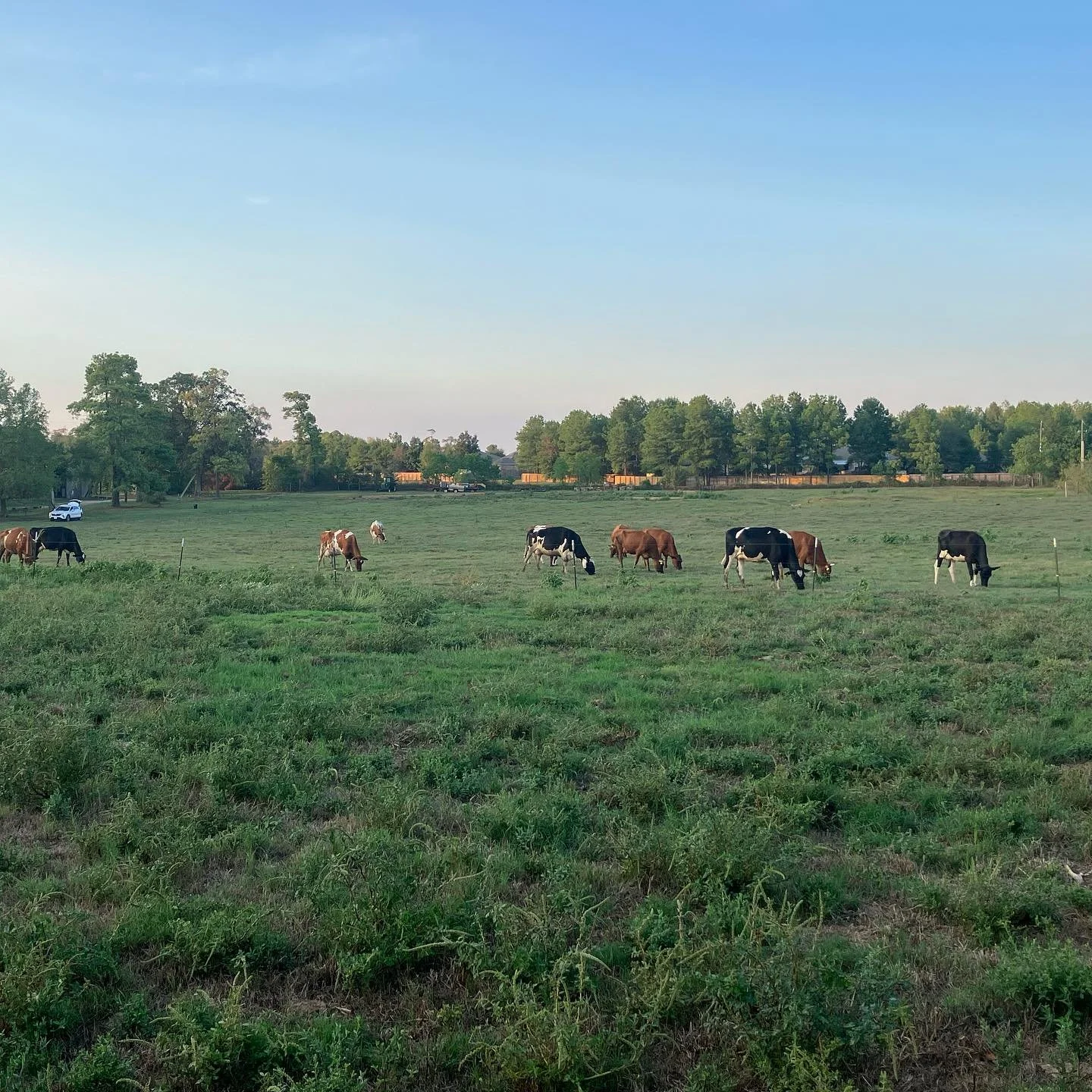 A group of cows grazing in a green field with trees in the background and a clear sky above.