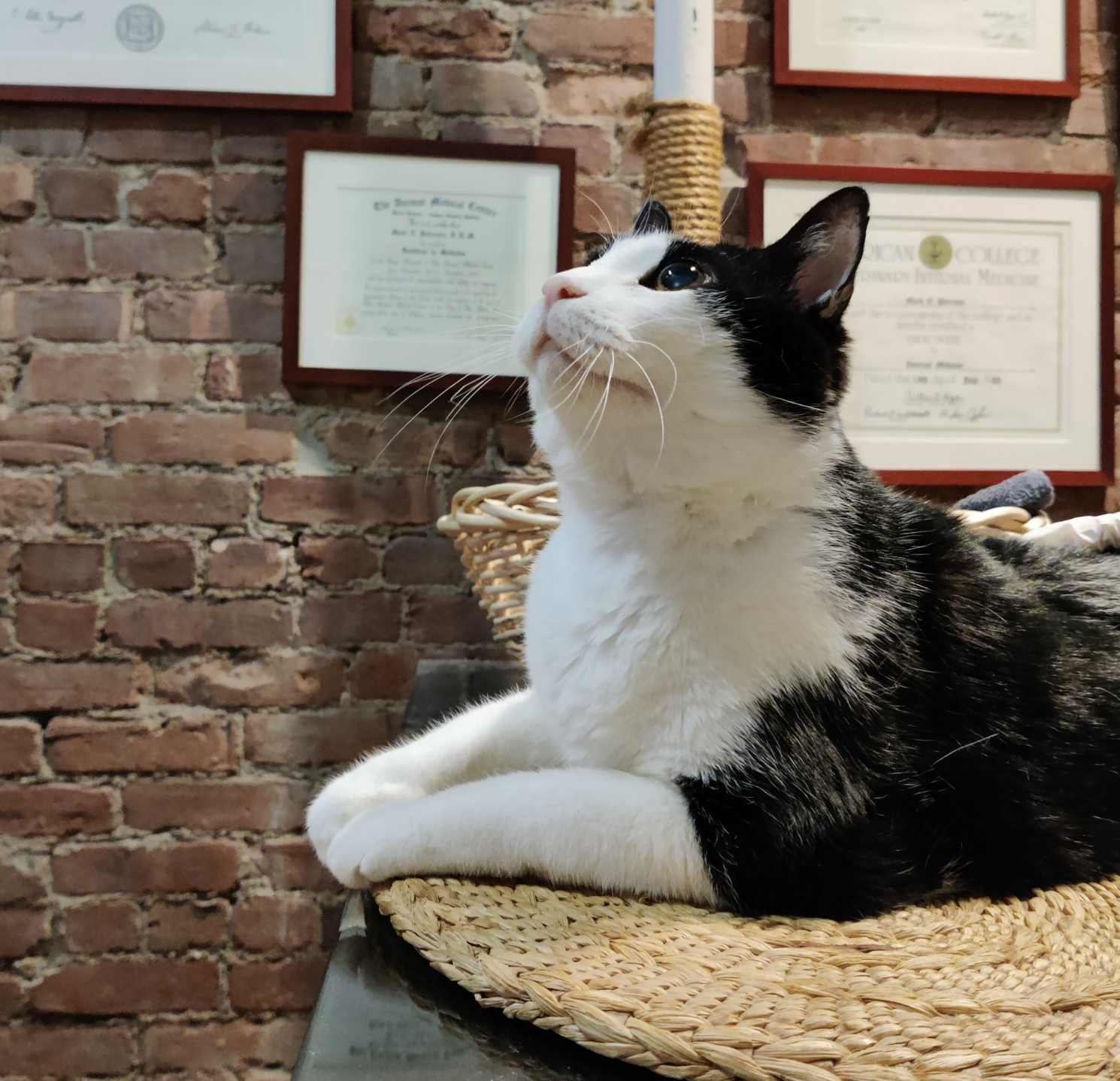The Animal Endocrine Clinic