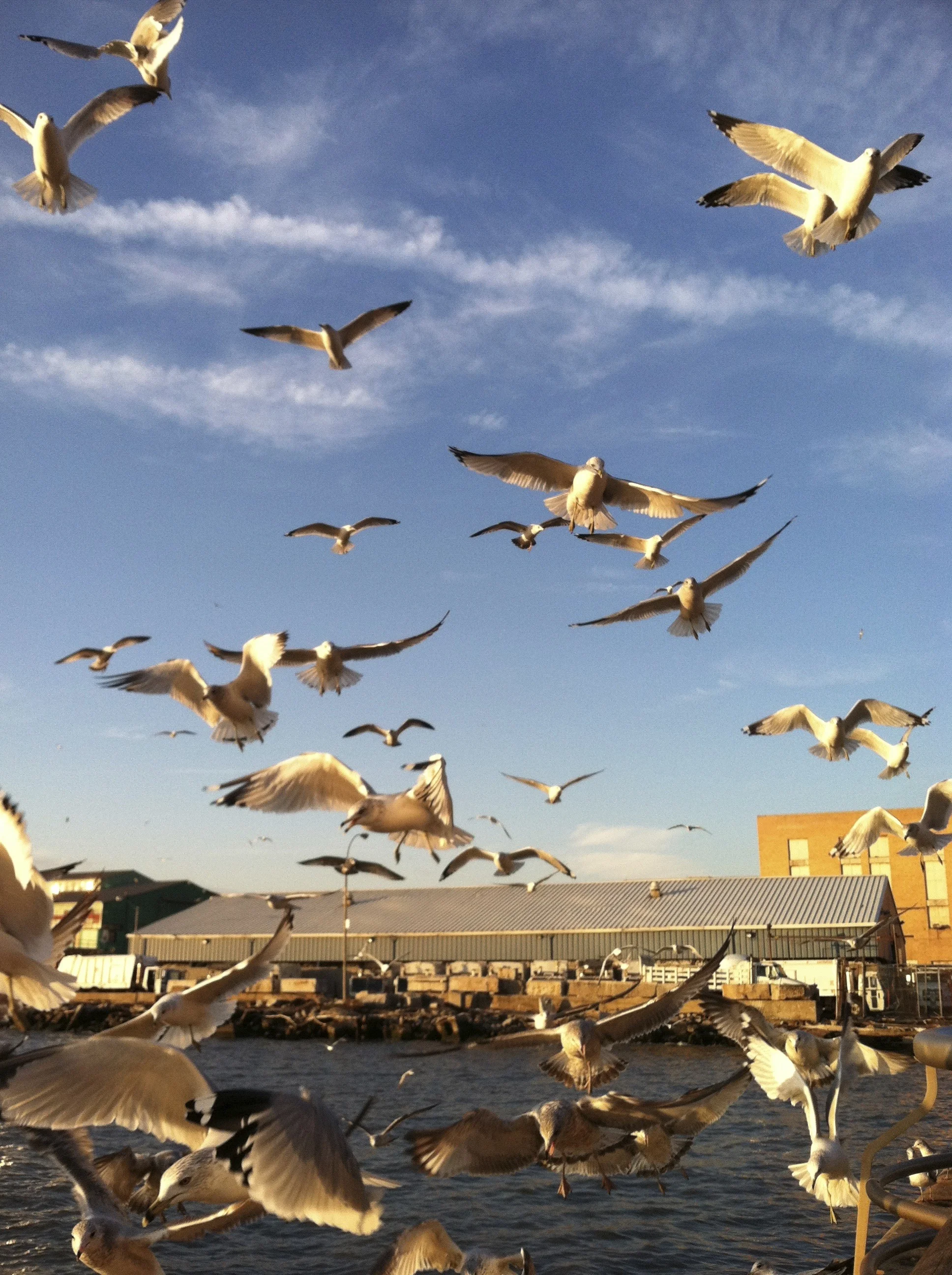 Bird-West-Side.jpg