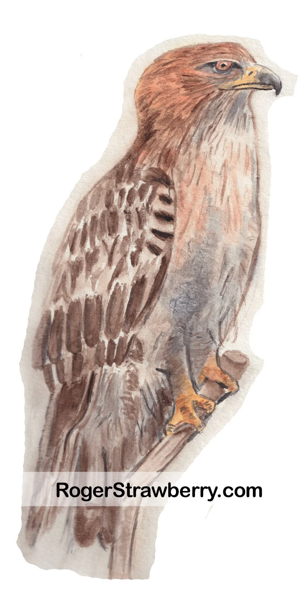 Watercolor painting of a hawk perched on a branch with the website RogerStrawberry.com written across it.
