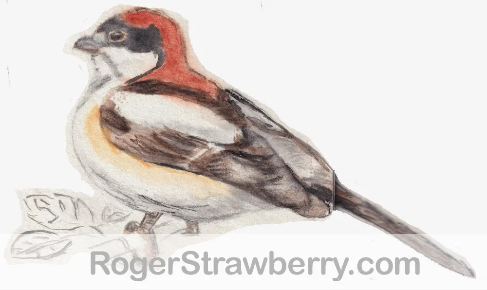 Watercolor painting of a bird with a brown and white body, reddish-brown head, and a long tail, perched on a branch with leaves.
