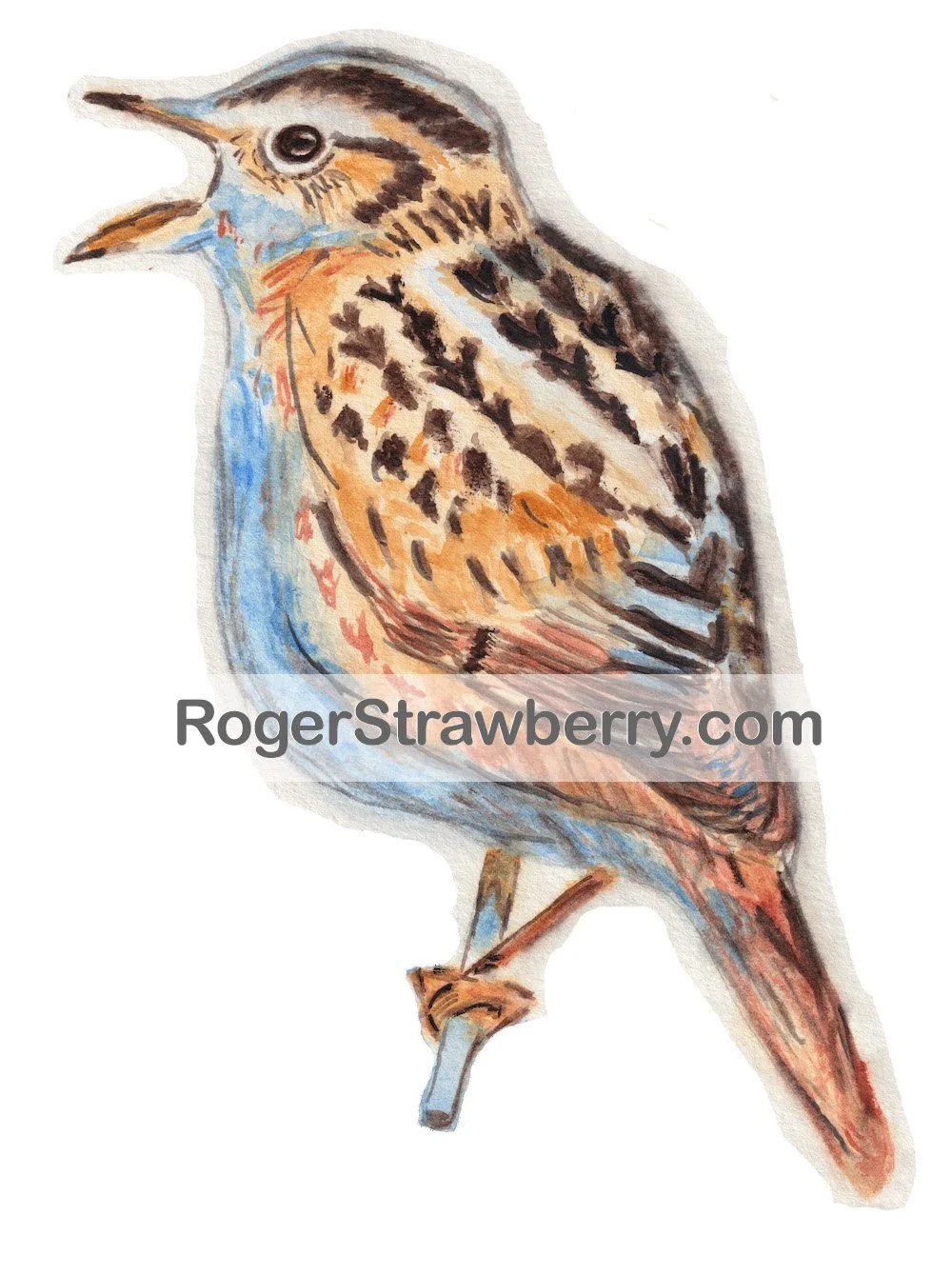 Watercolor painting of a brown and orange bird with black markings, perched on a branch, facing left, with its beak open.