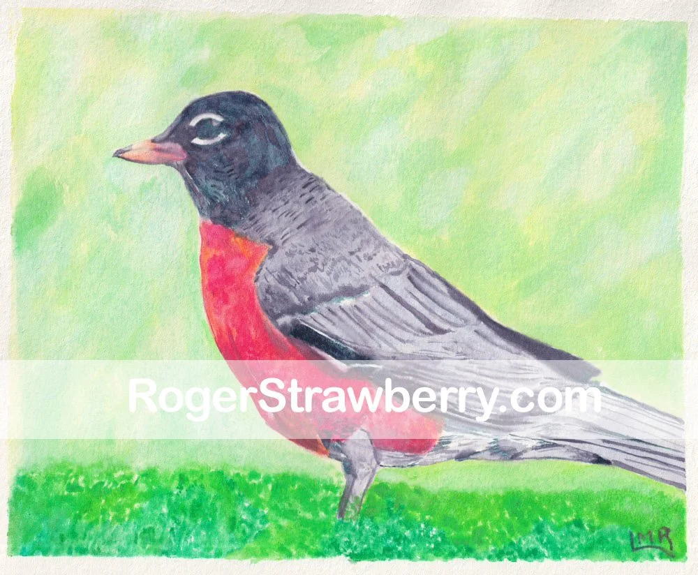 Watercolor painting of a male American Robin bird with a red breast, gray back, and black head, standing on green grass with a light green background.