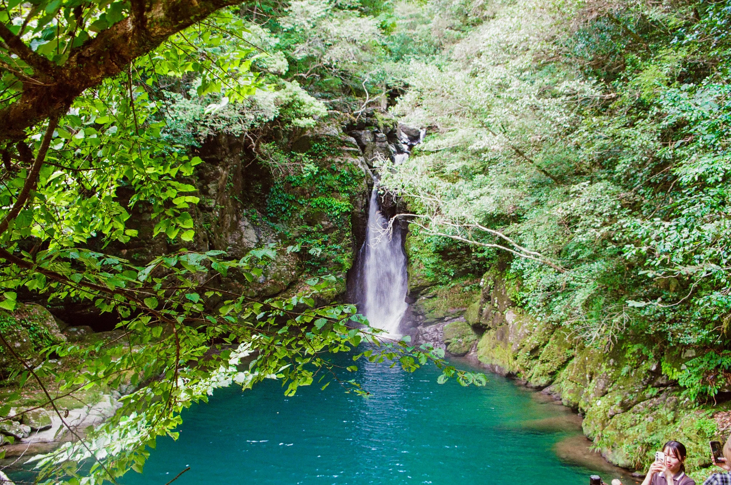 A lush green landscape with a small waterfall flowing into a turquoise river, surrounded by dense foliage and trees.