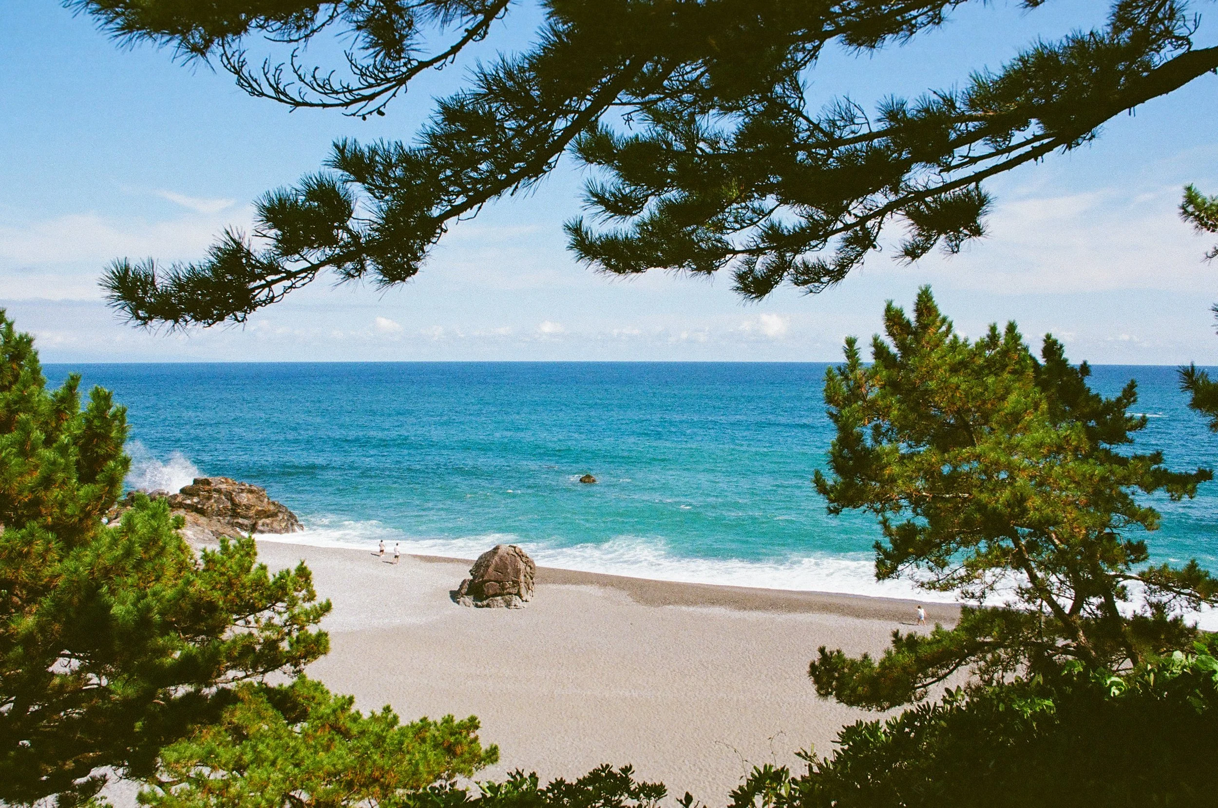 A view of a sandy beach through the branches of green pine trees, with the ocean and a blue sky in the background, and a few people walking on the beach.