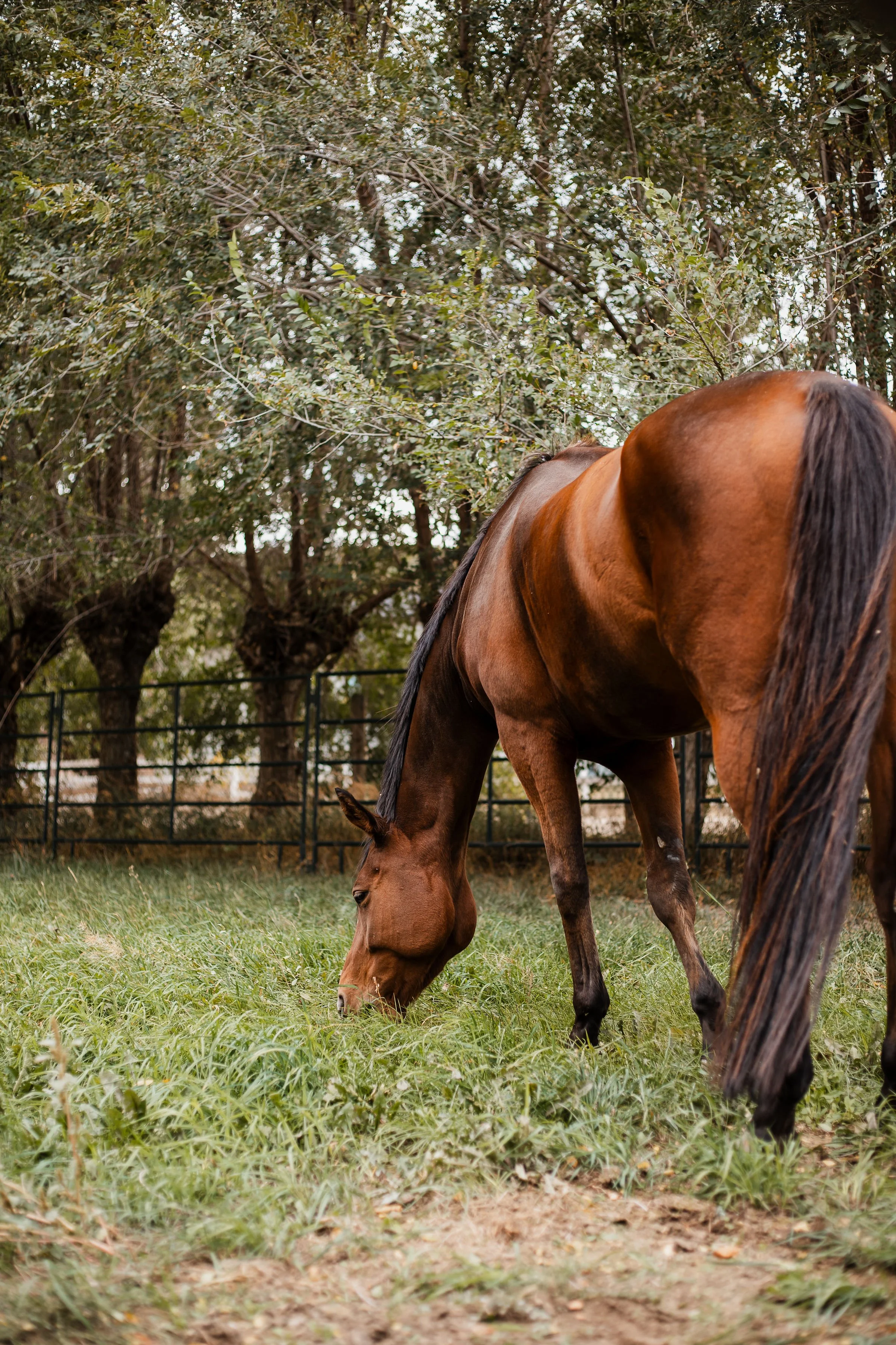 Equestrian Workshop - Ages 16+