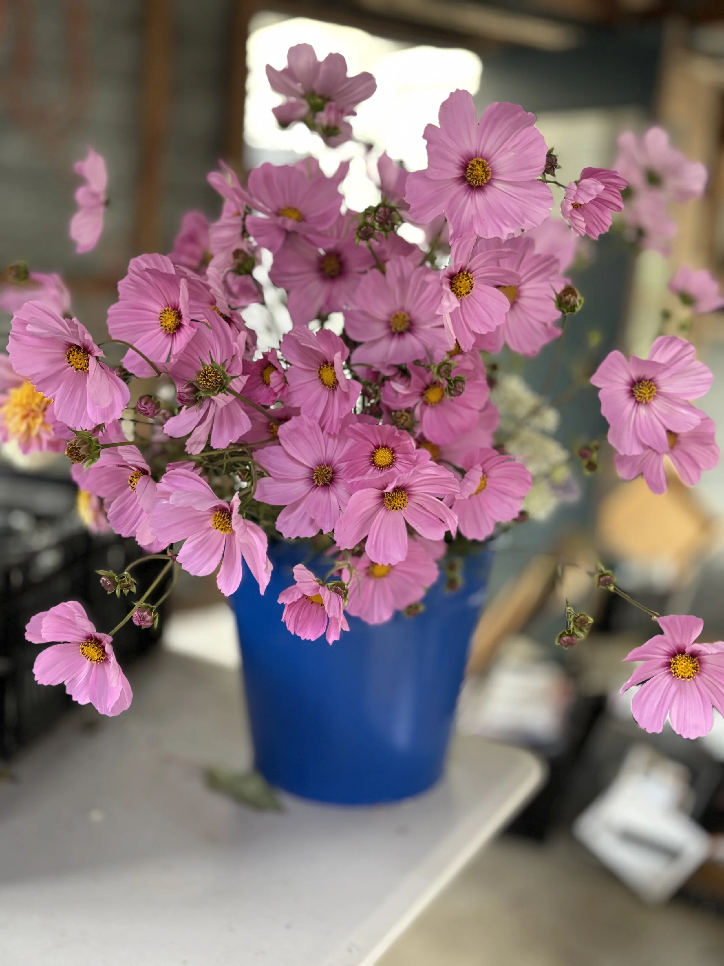 Pink flowers arranged in a blue vase on a white surface.