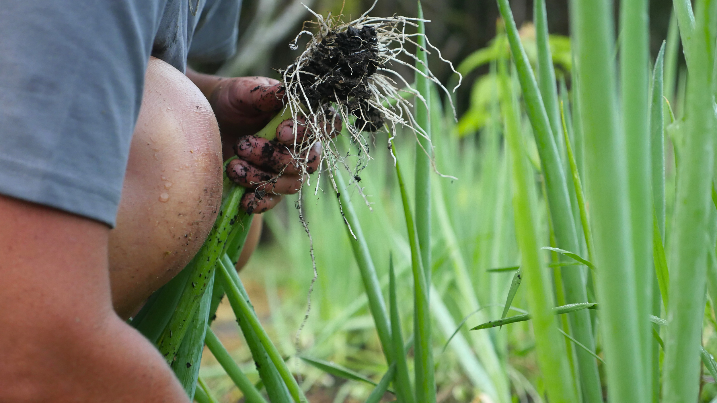 Garden Walk & Tasting Tour - June 7th
