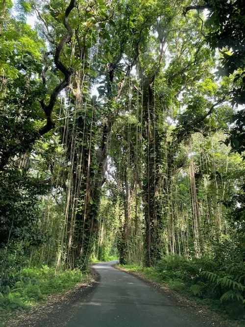 Ancient jungle road (10 mins drive from the house)