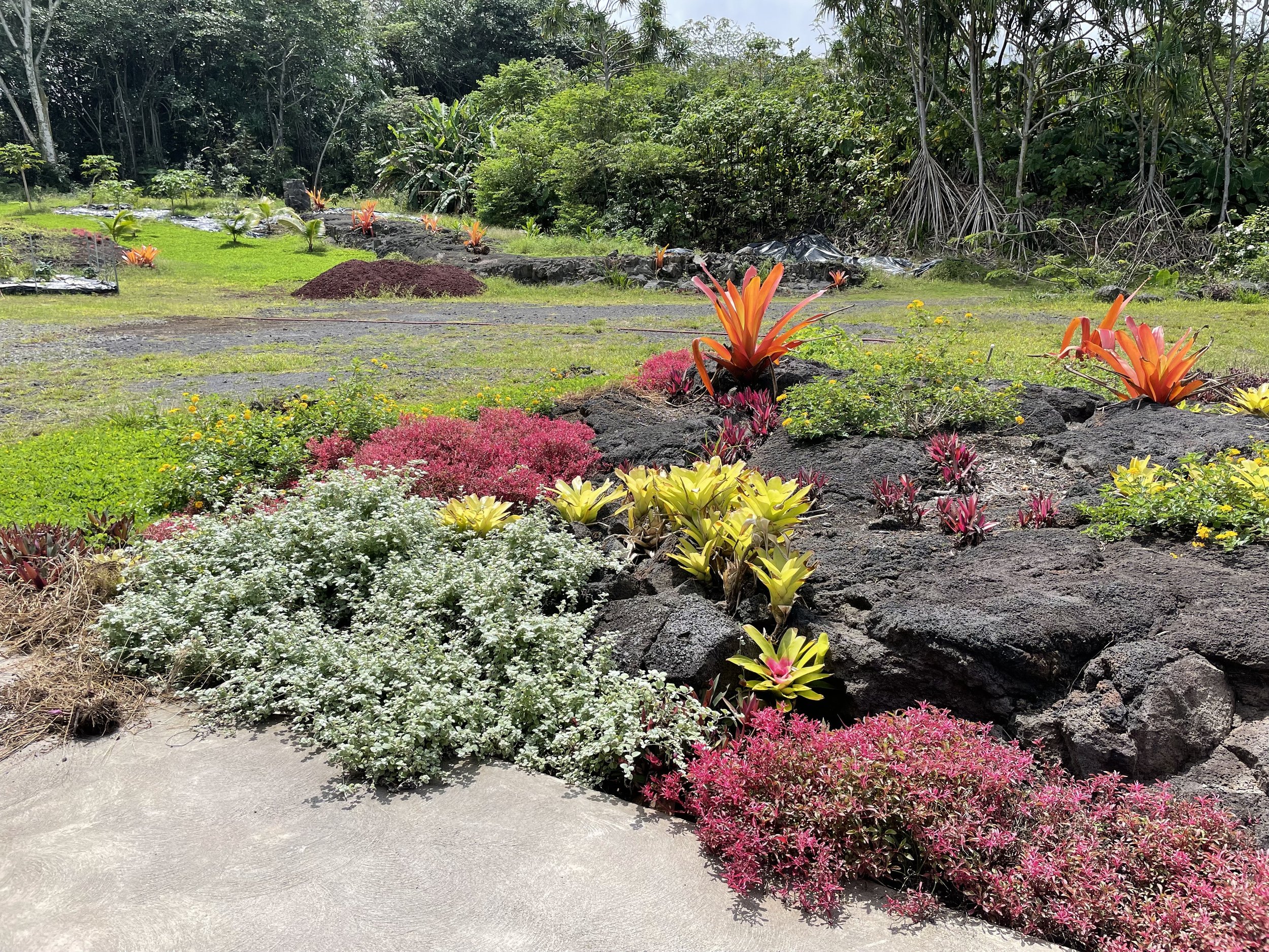 lava flow garden