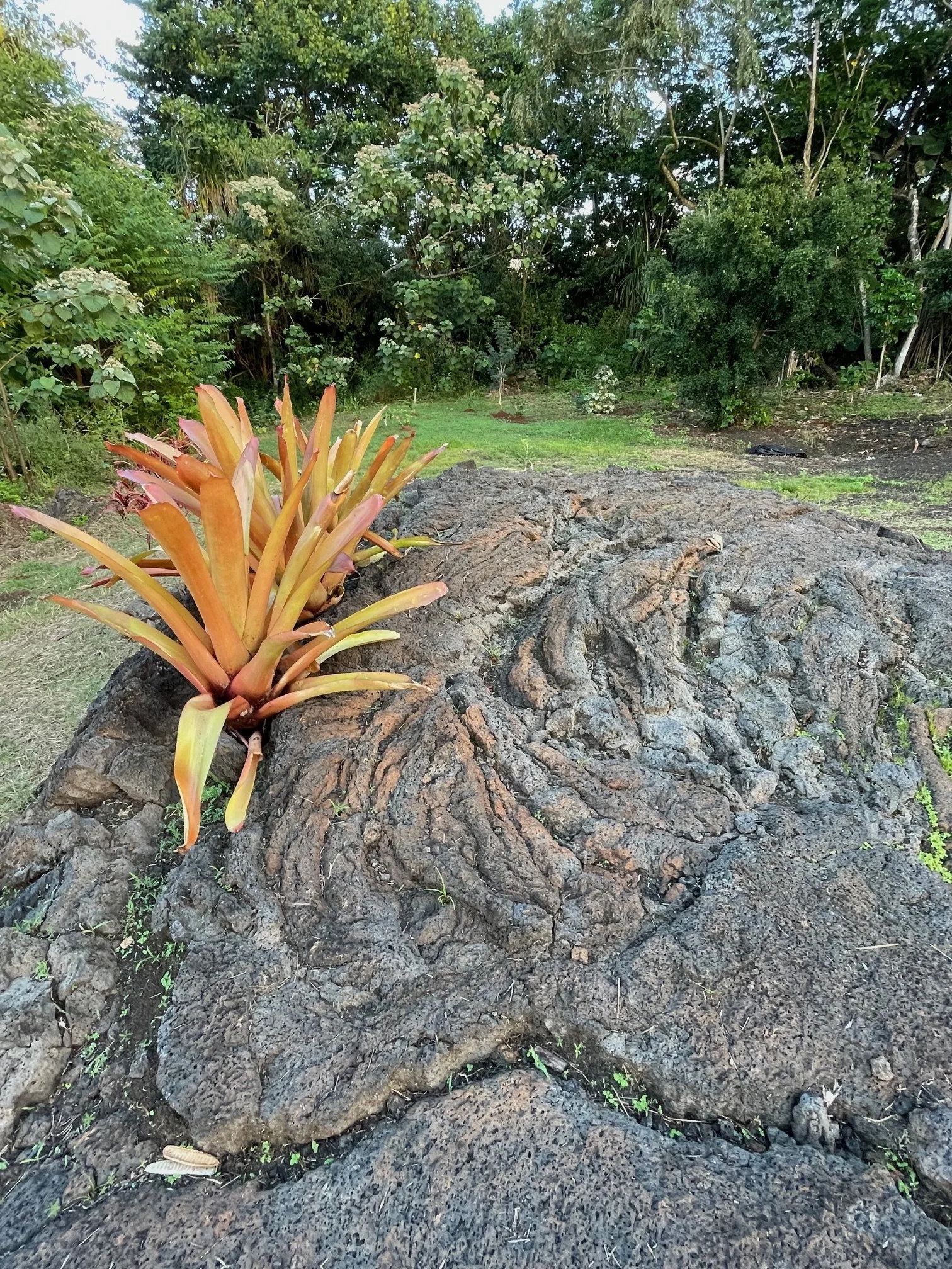 bromeliad plant on ancient lava flow