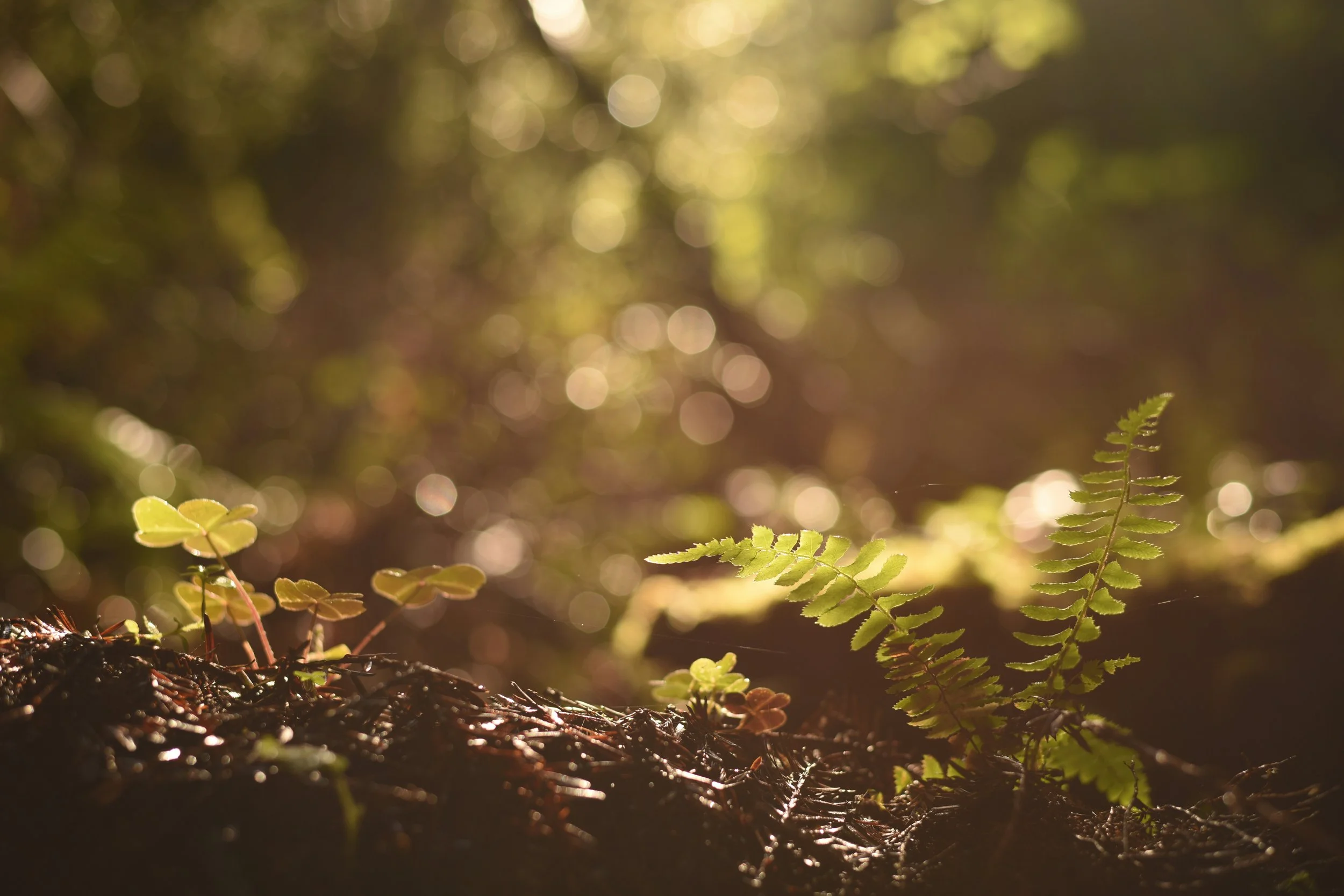 The Rancheria Reaffirms Tribal Natural Resource Management