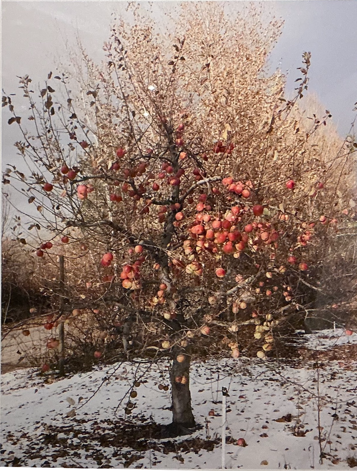Christos Dikeakos, Fuji Culls (Apple Tree), 2011, Epson K3 archival inks on paper, edition 2/5,  22 x 18"