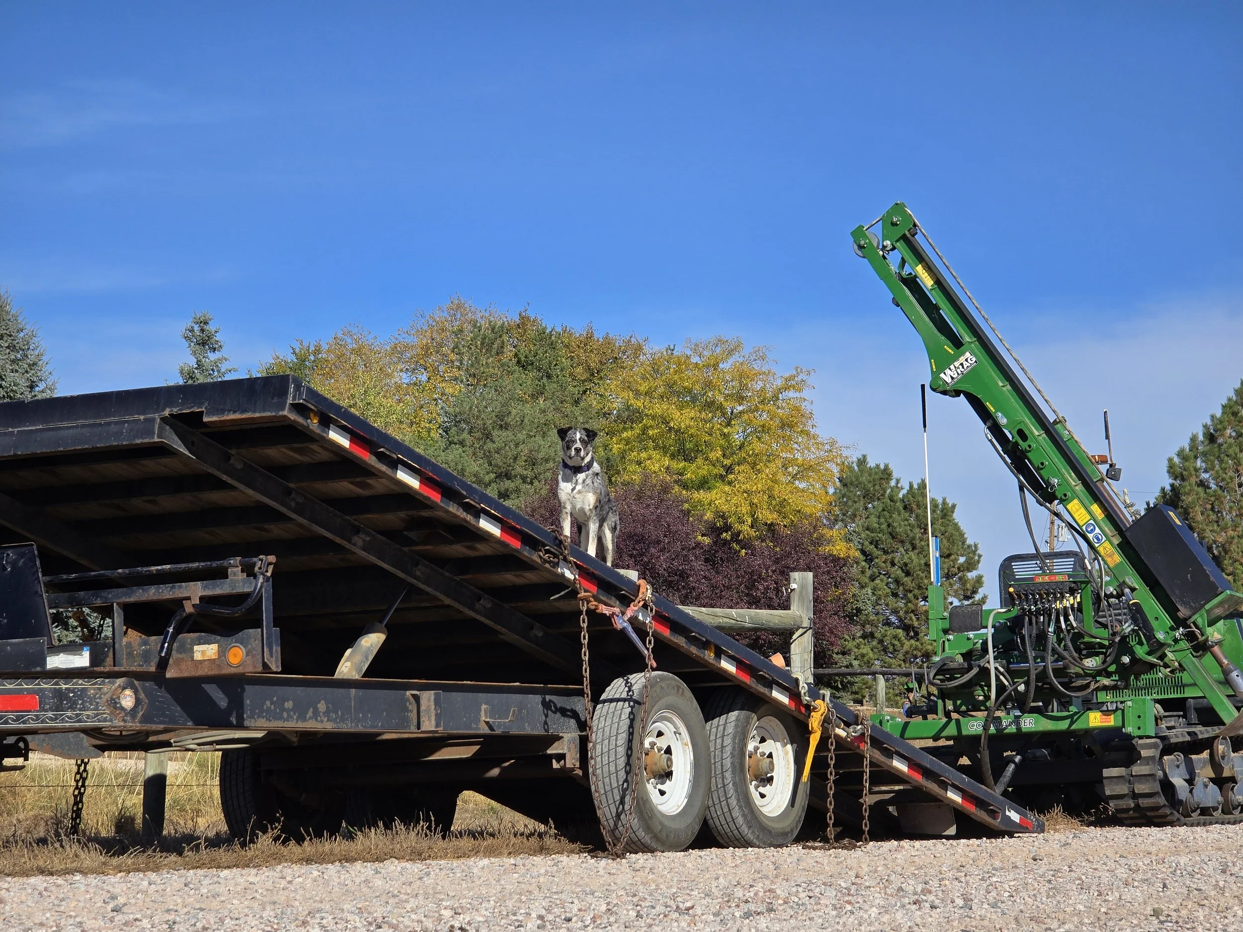 A black and white dog standing on a flatbed trailer with a green construction excavator nearby, against a background of trees and a blue sky.