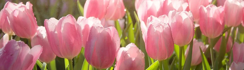 Our Next Monthly Meeting