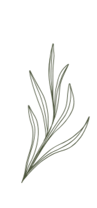 A simple illustration of green grass blades.