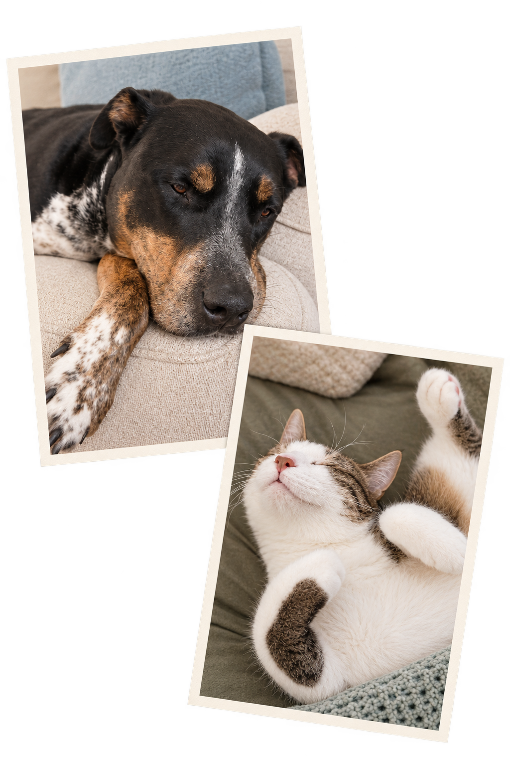 A black, brown, and white dog resting with its head and paw on a beige couch. Next to it, a white and gray tabby cat is lying on a bed or blanket, with eyes closed and paws curled up, appearing relaxed.