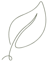 Simple line drawing of a leaf