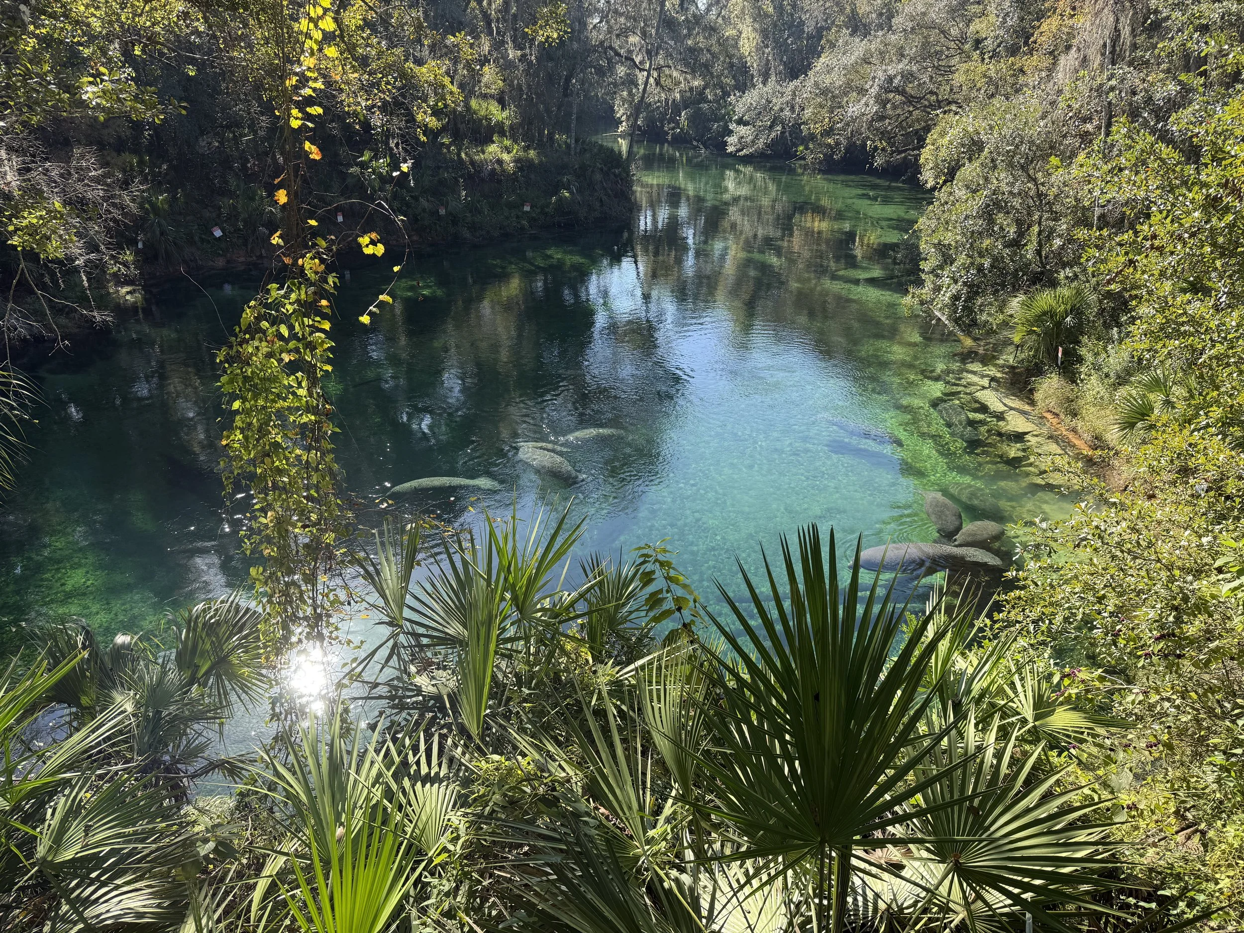 The Magic Morning at Blue Spring State Park During Manatee Season