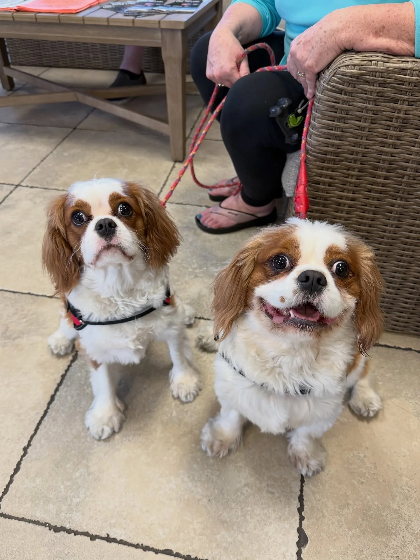 River adventures are better with your best friend. 🐶🌴

Yes &mdash; your pups are welcome aboard! We allow up to two pets per houseboat with a $100 pet fee. 

🔗 hollybluff.com
ℹ️ FAQ&rsquo;s: https://hollybluff.com/faqs-holly-bluff-resort-marina
📍
